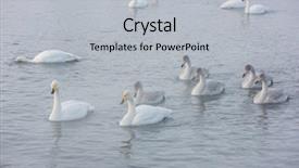  Presentation with swimming - Slide deck with beautiful white whooping swans swimming background and a light gray colored foreground