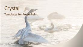 Presentation with beautiful moraine lake - Colorful PPT theme enhanced with beautiful white whooping swans swimming backdrop and a sky blue colored foreground