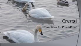  Presentation with beautiful moraine lake - PPT layouts having beautiful white whooping swans swimming background and a light gray colored foreground