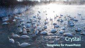 Presentation with siberia - Slide deck having beautiful white whooping swans swimming background and a ocean colored foreground