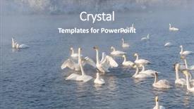  Presentation with siberia - Slide set featuring beautiful white whooping swans swimming background and a gray colored foreground