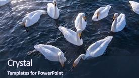  Presentation with swimming - Cool new slide deck with beautiful white whooping swans swimming backdrop and a ocean colored foreground