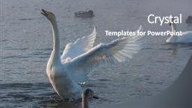  Presentation with swimming - Presentation design consisting of beautiful white whooping swans swimming background and a gray colored foreground