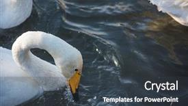  Presentation with siberia - Beautiful presentation theme featuring beautiful white whooping swans swimming backdrop and a tawny brown colored foreground