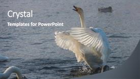  Presentation with swimming - Audience pleasing PPT theme consisting of beautiful white whooping swans swimming backdrop and a gray colored foreground