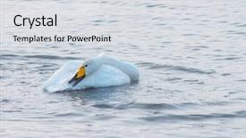  Presentation with beautiful moraine lake - Audience pleasing PPT layouts consisting of beautiful white whooping swans swimming backdrop and a light gray colored foreground