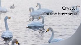  Presentation with siberia - PPT theme consisting of beautiful white whooping swans swimming background and a light gray colored foreground