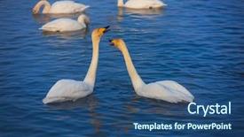  Presentation with siberia - Slide deck with beautiful white whooping swans swimming background and a ocean colored foreground
