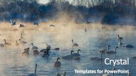  Presentation with swimming - PPT layouts having beautiful white whooping swans swimming background and a ocean colored foreground