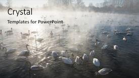  Presentation with siberia - Audience pleasing slide deck consisting of beautiful white whooping swans swimming backdrop and a light gray colored foreground