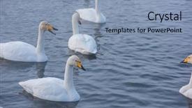  Presentation with swimming - PPT theme featuring beautiful white whooping swans swimming background and a light blue colored foreground