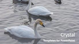  Presentation with siberia - Slide deck enhanced with beautiful white whooping swans swimming background and a gray colored foreground