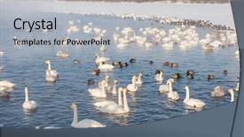  Presentation with swimming - Audience pleasing presentation design consisting of beautiful white whooping swans swimming backdrop and a light gray colored foreground