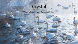  Presentation with swimming - Presentation theme featuring beautiful white whooping swans swimming background and a light blue colored foreground
