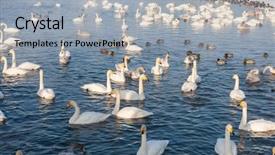 Presentation with siberia - Cool new slide set with beautiful white whooping swans swimming backdrop and a light gray colored foreground