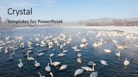  Presentation with swimming - Presentation design enhanced with beautiful white whooping swans swimming background and a light blue colored foreground