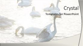  Presentation with siberia - Amazing PPT layouts having beautiful white whooping swans swimming backdrop and a cream colored foreground