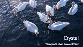  Presentation with swimming - Amazing presentation theme having beautiful white whooping swans swimming backdrop and a navy blue colored foreground