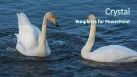 Presentation with siberia - Cool new slides with beautiful white whooping swans swimming backdrop and a ocean colored foreground