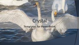 Presentation with swimming - Theme with beautiful white whooping swans swimming background and a soft green colored foreground