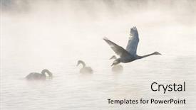  Presentation with siberia - Slides having beautiful white whooping swans swimming background and a sky blue colored foreground