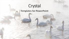  Presentation with siberia - Amazing PPT layouts having beautiful white whooping swans swimming backdrop and a white colored foreground