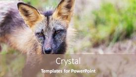  Presentation with fox - Audience pleasing theme consisting of beautiful-wild-animal backdrop and a coral colored foreground