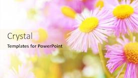  Presentation with wild west for - Colorful presentation theme enhanced with beautiful-wild-asters-close-up backdrop and a blonde colored foreground