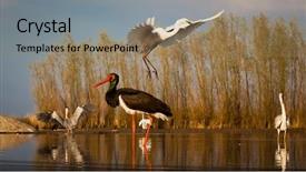  Presentation with grey black white - Presentation theme having beautiful wild birds background and a  colored foreground
