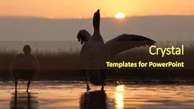  Presentation with grey black white - PPT layouts enhanced with beautiful wild birds background and a tawny brown colored foreground