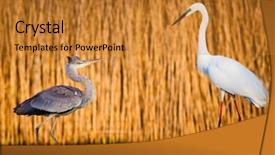  Presentation with grey black white - Amazing slide deck having beautiful wild birds backdrop and a gold colored foreground