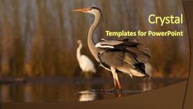  Presentation with grey black white - Slide deck with beautiful wild birds background and a tawny brown colored foreground