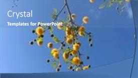  Presentation with wild flower - Presentation having beautiful-wild-flower-blossoms background and a teal colored foreground