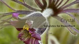  Presentation with wild flower - Theme consisting of beautiful-wild-flower-of-pulsatilla background and a coral colored foreground