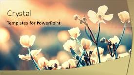  Presentation with beautiful nature - Presentation consisting of beautiful-wild-flowers-in-nature background and a lemonade colored foreground