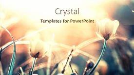  Presentation with beautiful nature - Colorful presentation design enhanced with beautiful-wild-flowers-in-nature backdrop and a cream colored foreground