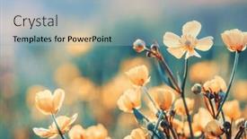  Presentation with beautiful nature - Presentation consisting of beautiful-wild-flowers-in-nature and a  colored foreground