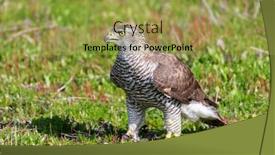  Presentation with grass - Colorful slide set enhanced with beautiful-wild-goshawk-walking backdrop and a yellow colored foreground
