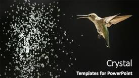  Presentation with flight - Slide deck having beautiful-wild-hummingbird-in-flight background and a  colored foreground