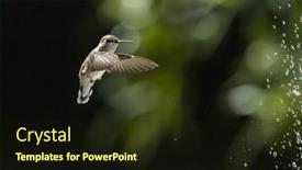  Presentation with flight - Presentation with beautiful-wild-hummingbird-in-flight background and a  colored foreground