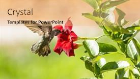  Presentation with flight - Presentation theme having beautiful-wild-hummingbird-in-flight background and a  colored foreground