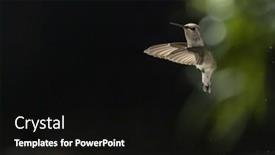  Presentation with flight - PPT theme having beautiful-wild-hummingbird-in-flight background and a black colored foreground