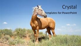  Presentation with wild horse - Slides having beautiful wild mustang horse wandering background and a light blue colored foreground