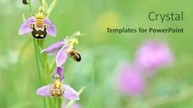  Presentation with orchid - Cool new PPT theme with beautiful-wild-orchid-ophrys-apifera backdrop and a seafoam green colored foreground