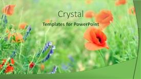  Presentation with poppies - Colorful slides enhanced with beautiful wild red poppies and meadow flowers on summer day backdrop and a mint green colored foreground