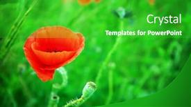  Presentation with poppy - PPT layouts featuring beautiful wild red poppy on blurred nature background background and a shamrock green colored foreground