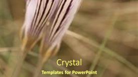  Presentation with saffron - Slide deck consisting of beautiful-wild-steppe-saffron-flowers background and a tawny brown colored foreground