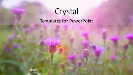  Presentation with thistle - Amazing slides having beautiful wild thistle in the morning sunlight backdrop and a lemonade colored foreground