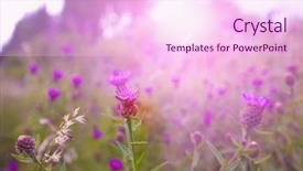  Presentation with thistle - Theme consisting of thistles - beautiful wild thistle background and a pink colored foreground