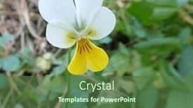  Presentation with wild flower - PPT theme enhanced with beautiful-wild-violet-flower-close background and a tawny brown colored foreground